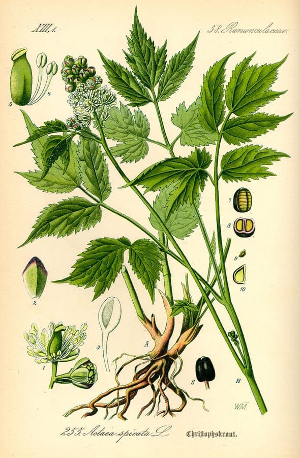 Baneberry with white flower spikes in a woodland setting