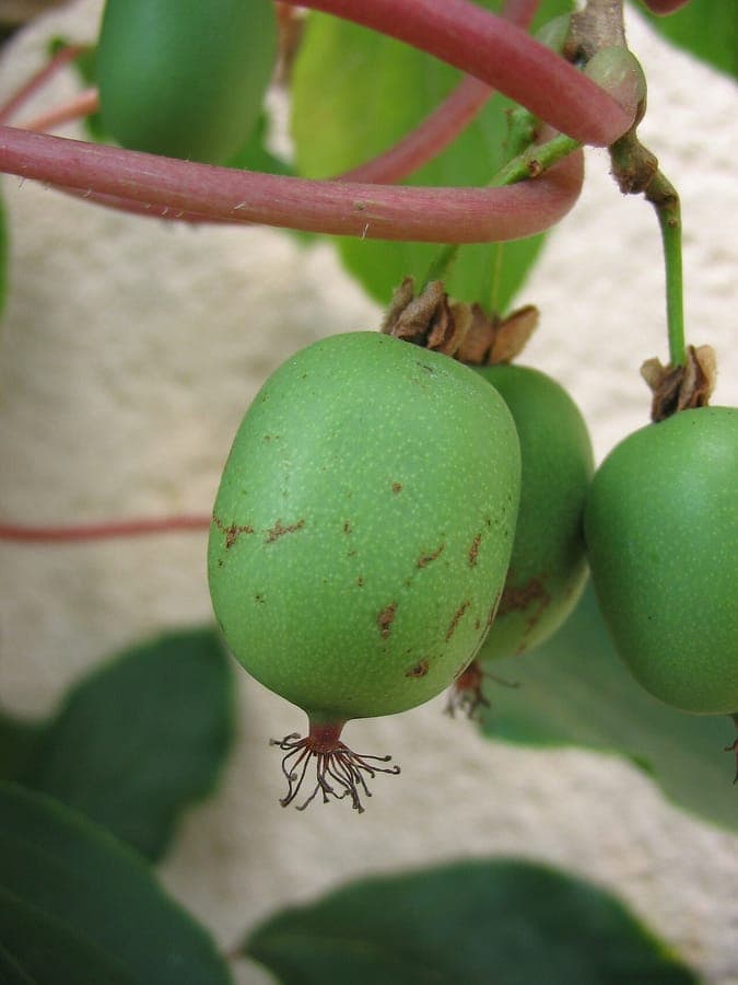 Actinidia arguta with green fruits and leaves