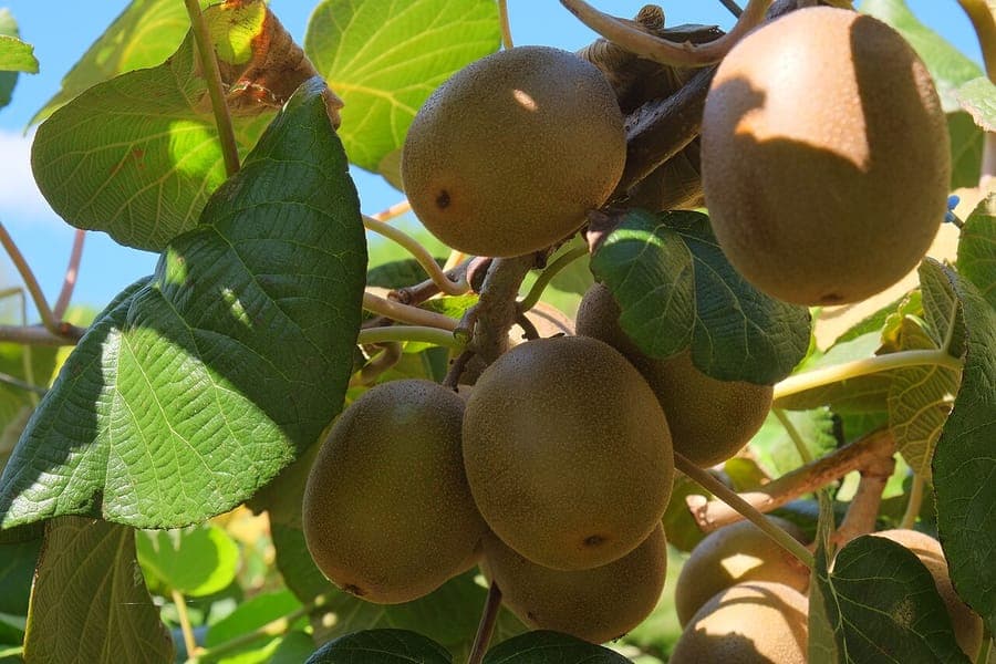 Golden kiwifruit (Actinidia chinensis) ripening on the vine
