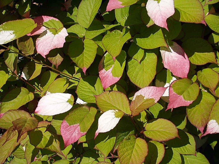 Actinidia kolomikta showing pink and white variegated leaves