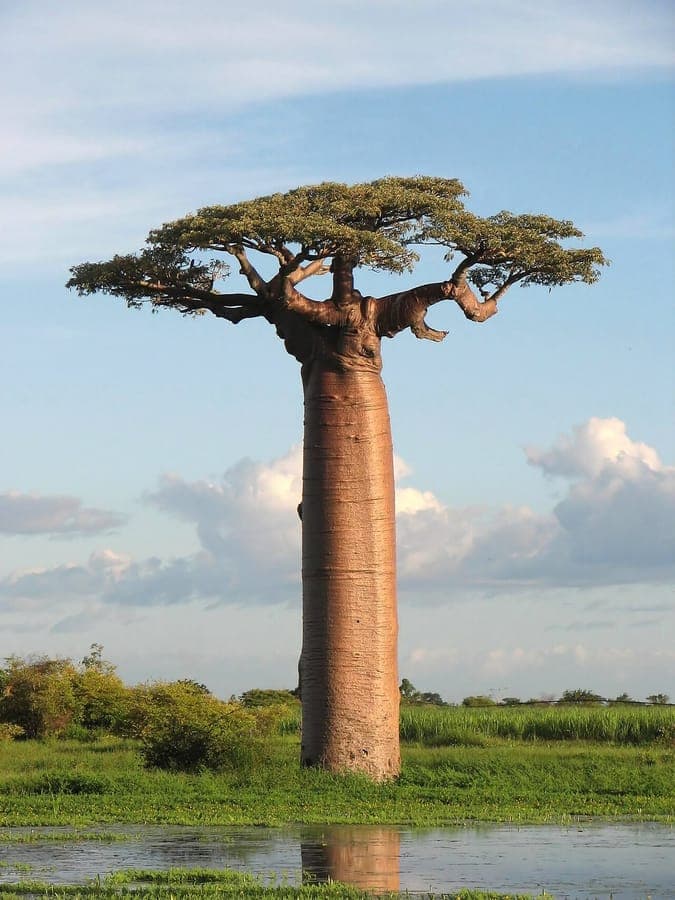 Massive baobab tree with wide trunk in Madagascar landscape