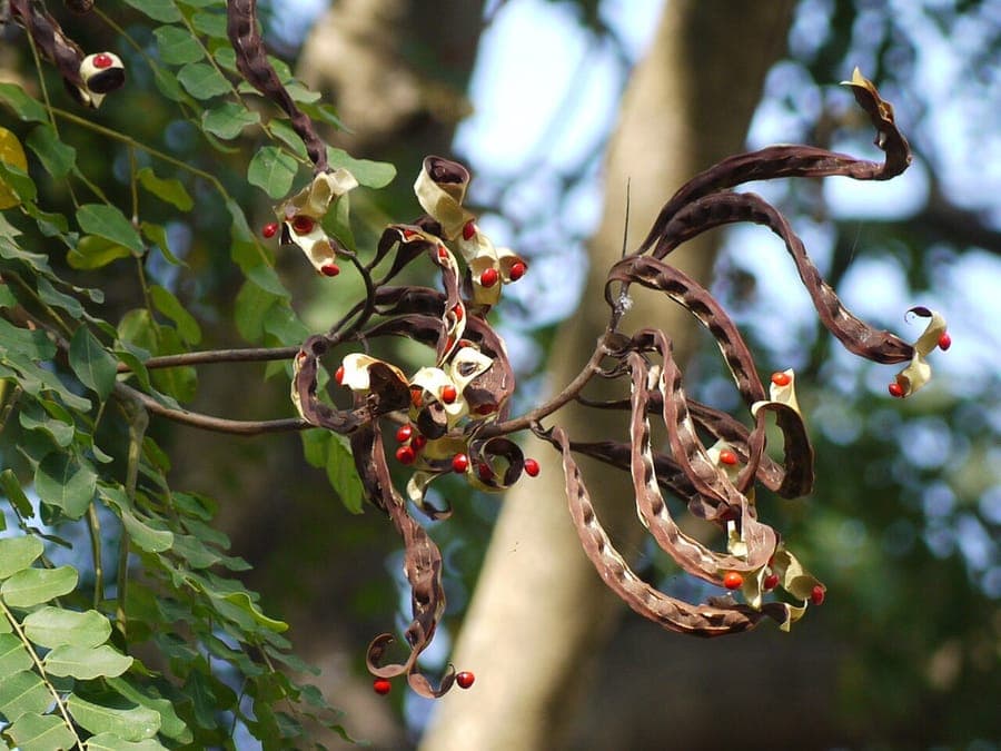 Graceful feathery leaves of coralwood with delicate yellow flower clusters and ornamental seedpods