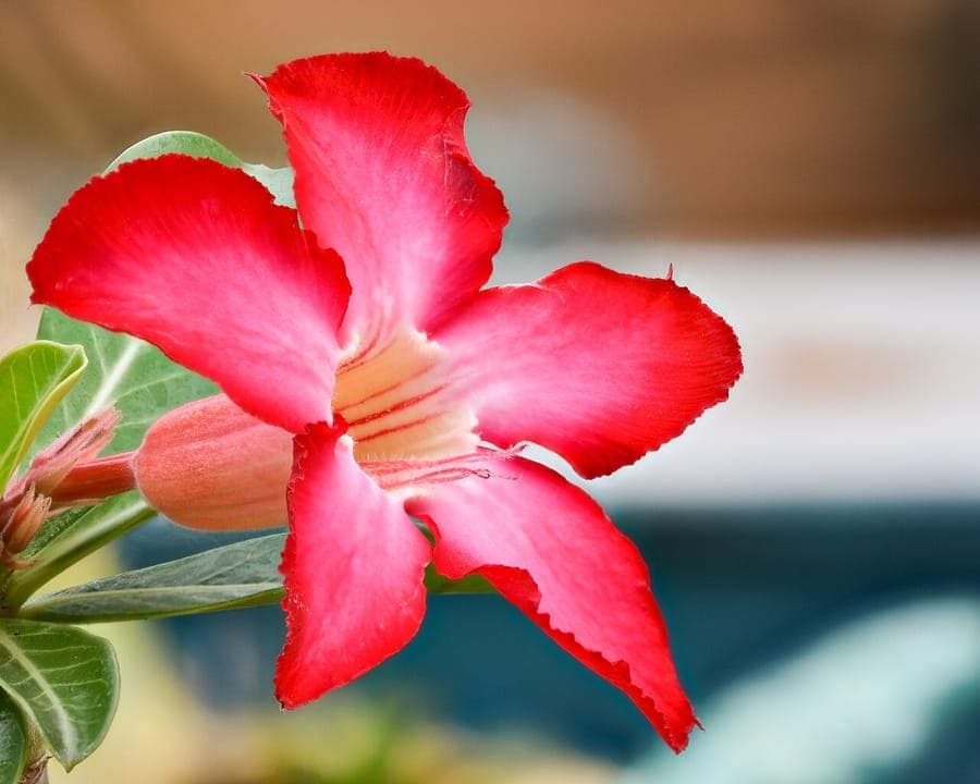 Stunning pink flowers of desert rose with thick fleshy stems and glossy green foliage