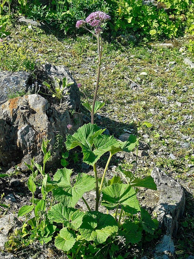 Lila bloemen van de Grauwe Klierstijl in het berglandschap