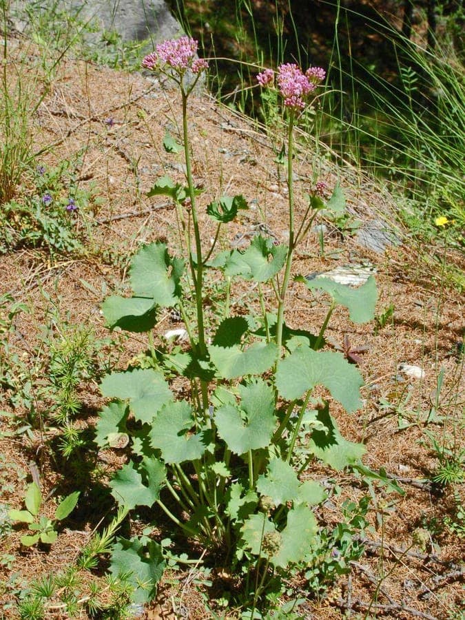 Adenostyles alpina pink flowers and foliage