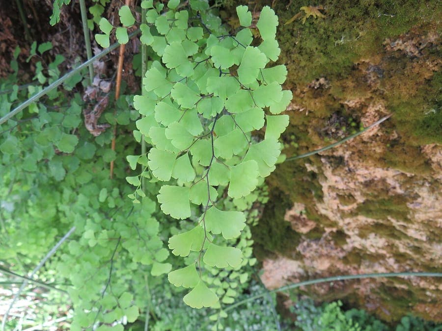 Maidenhair fern with delicate pinnate fronds
