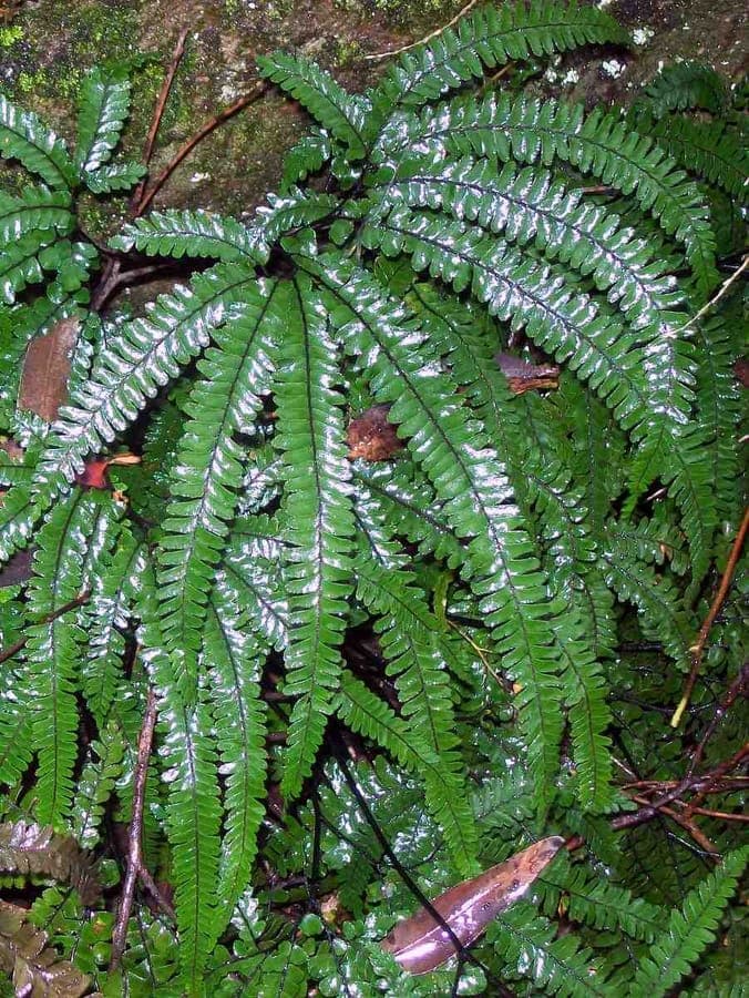 Rough Maidenhair Fern with delicate green foliage