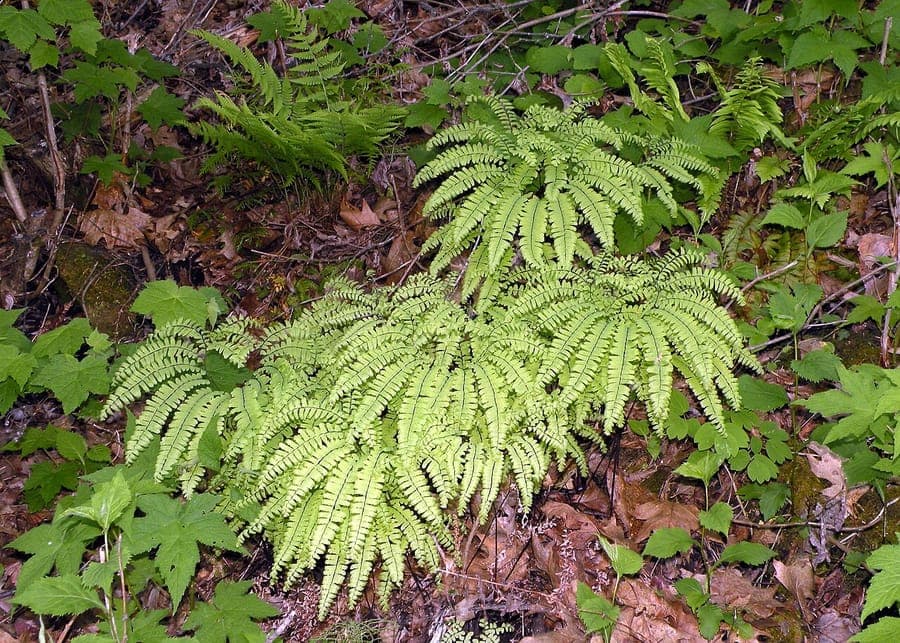 Northern maidenhair with delicate black stems