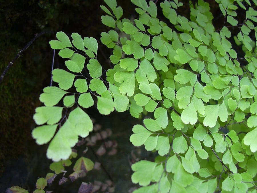 Delta Maidenhair Fern with characteristic delicate fronds