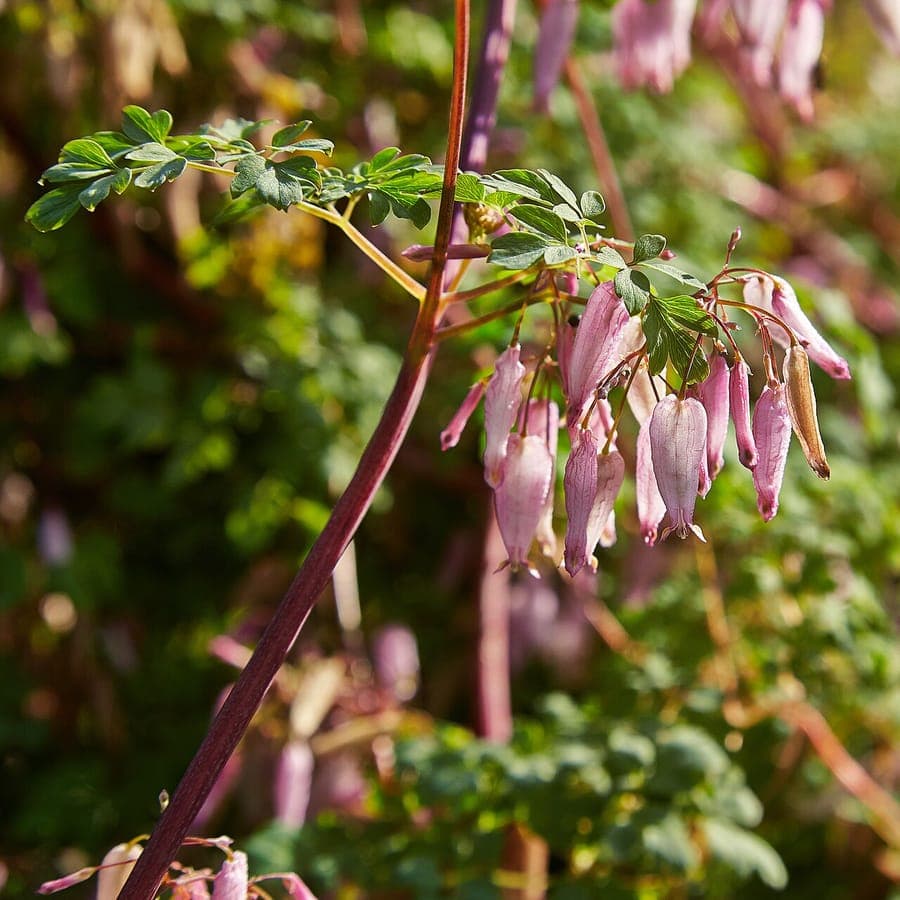 Adlumia fungosa met delicate roze bloemen