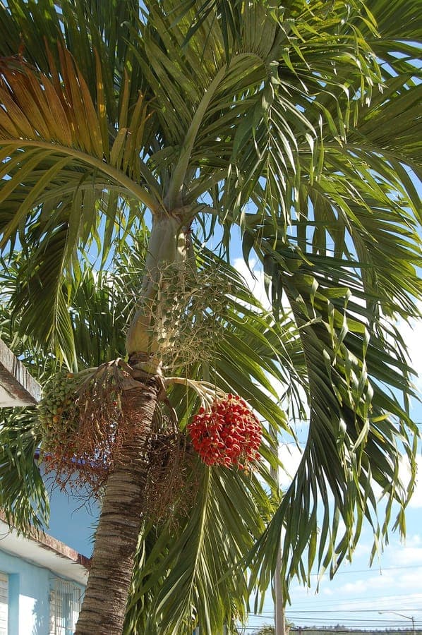 Weihnachtspalme mit roten Fruechten und anmutigen Wedeln