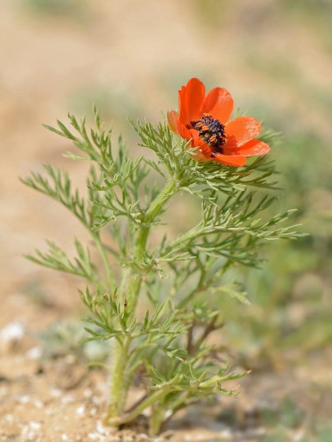Summer pheasant's-eye in full bloom with delicate fern-like foliage and bright red flowers in a sunny garden bed