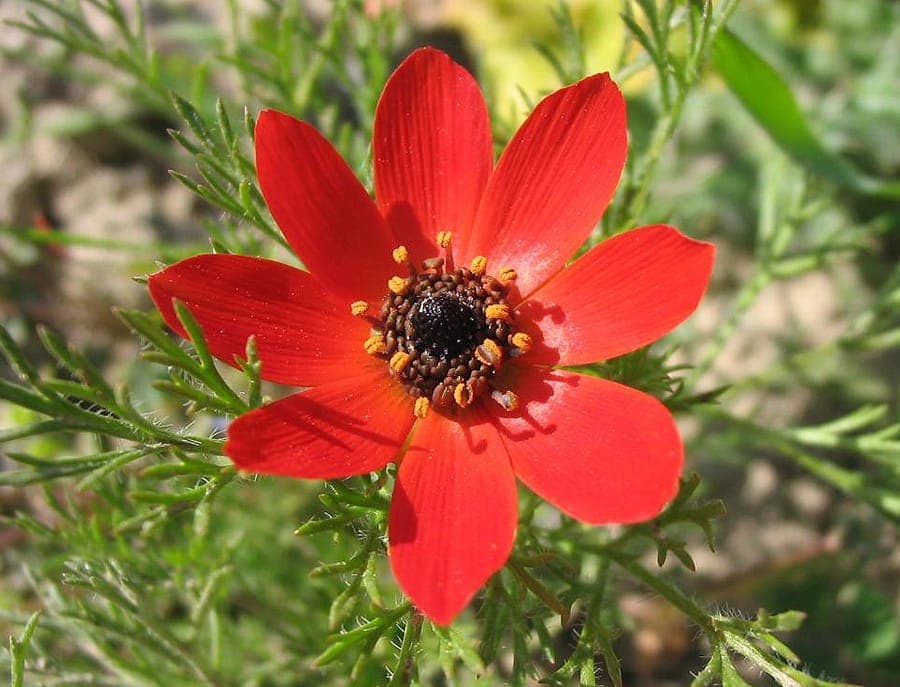 Pheasant's-eye blooming in a dry, sunny border with fine foliage and red flowers