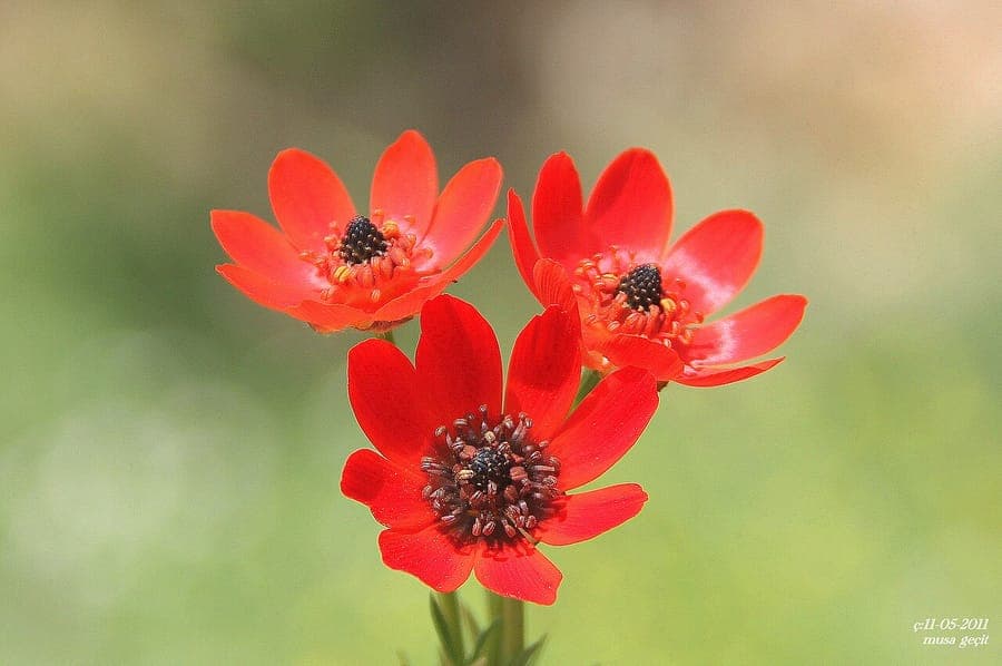 Bright red flowers of Large pheasant's-eye blooming in full sun on alkaline, well-drained soil