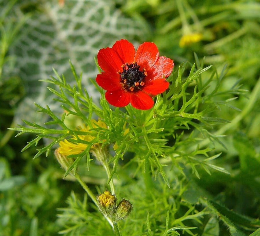 Adonis microcarpa young plant displaying characteristic red flowers