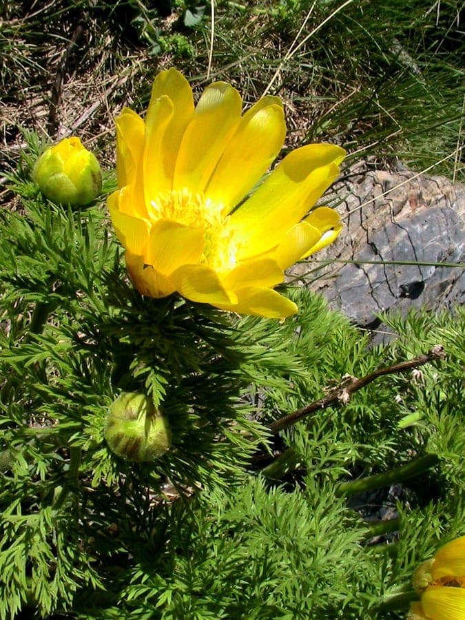 Adonis pyrenaica with delicate yellow flowers and fine, feathery foliage in mountain habitat