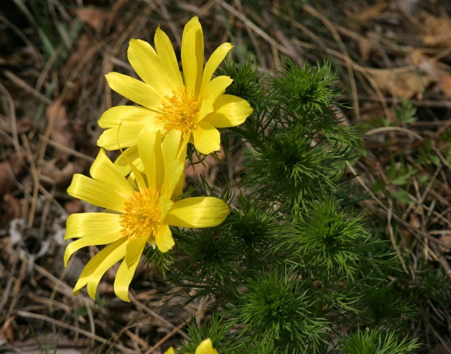 Golden-yellow flowers of Adonis vernalis on an early spring day