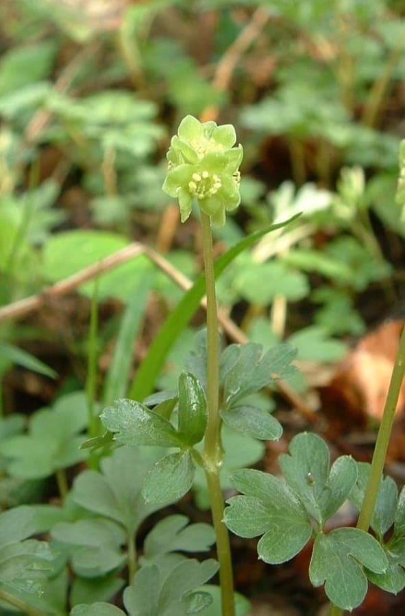 Moschatel (Adoxa moschatellina) growing in a moist woodland setting, showing its distinctive green, cube-shaped flower cluster.