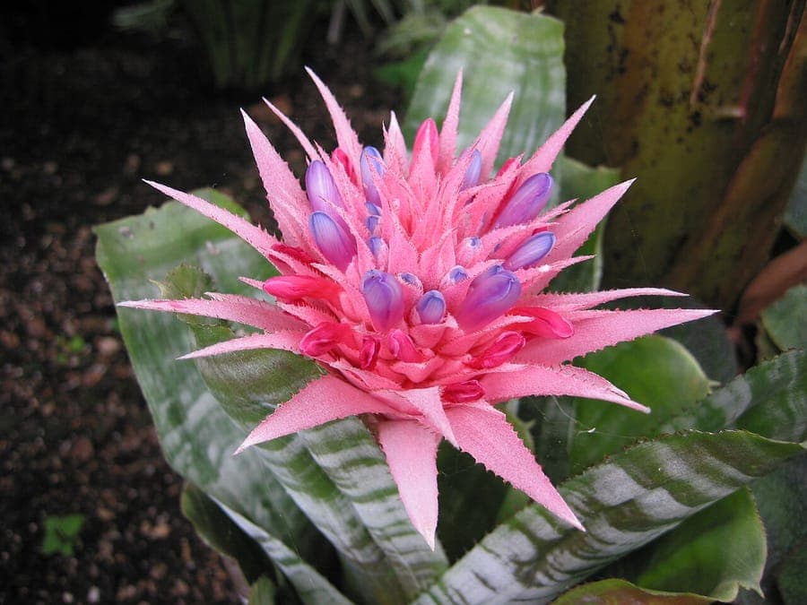 Lanzenrosette (Aechmea fasciata) in Blüte