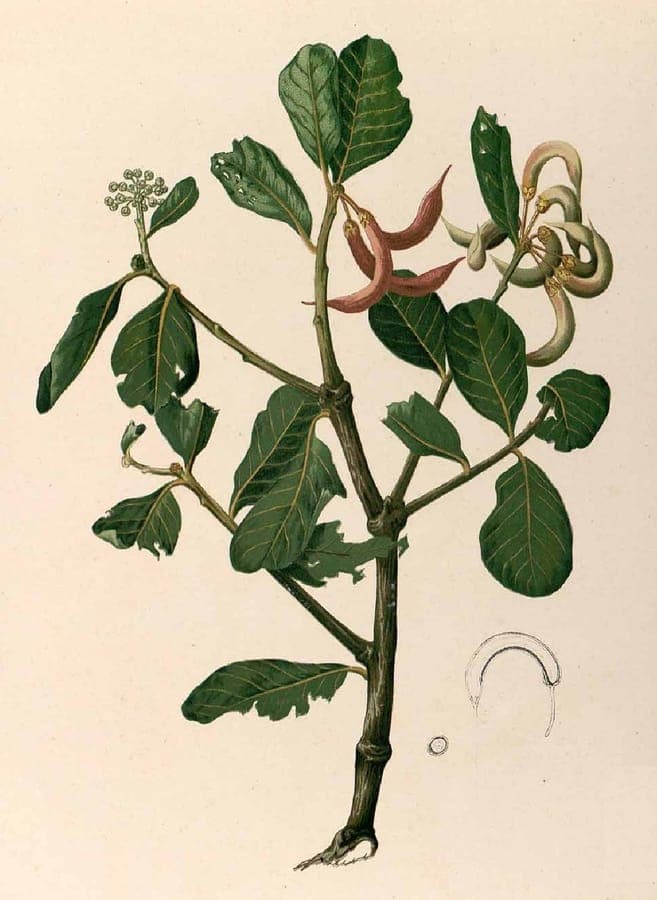 Aegiceras corniculatum mangrove met karakteristieke kleine witte bloemen en glanzend groen blad