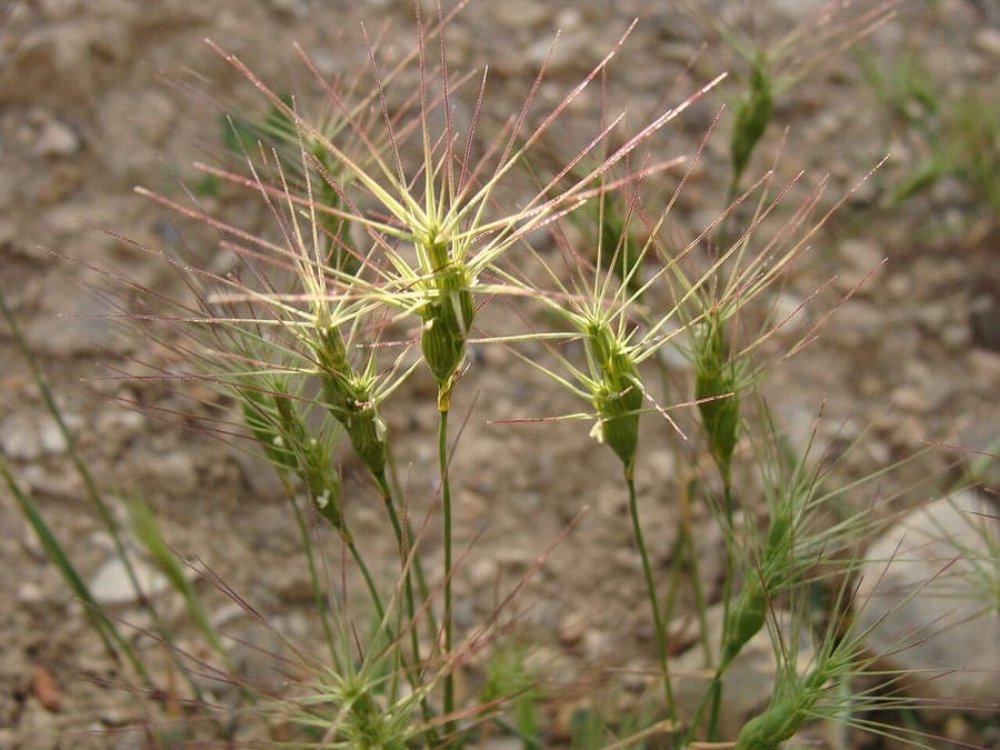 Aegilops biuncialis showing characteristic long-awned spikes in a dry sunny location