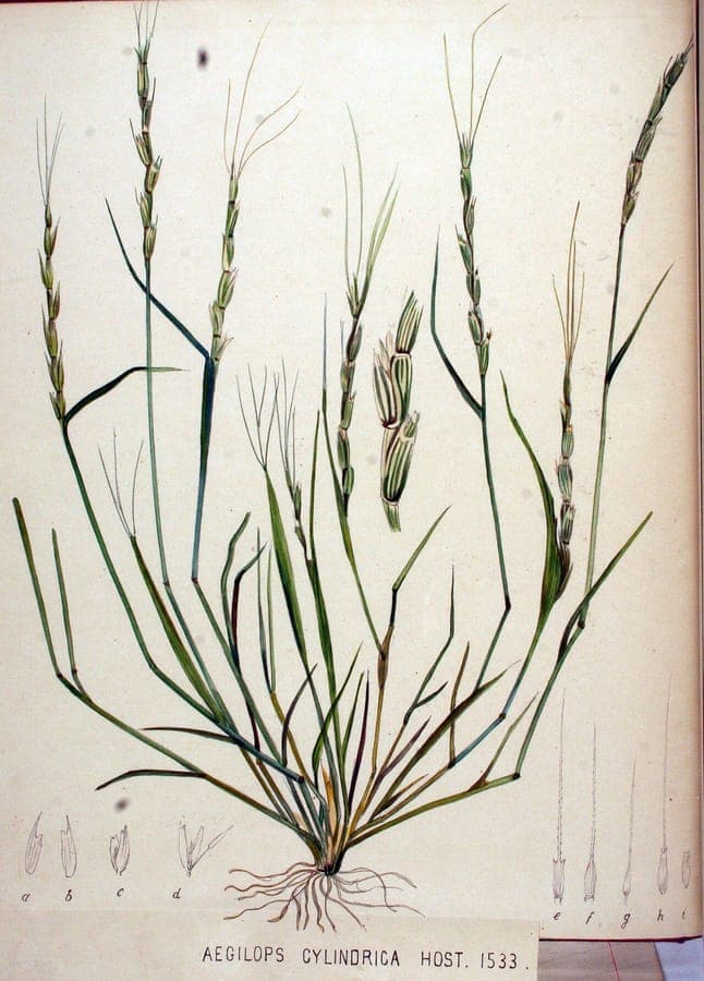 Jointed goat grass (Aegilops cylindrica) characteristic seed heads