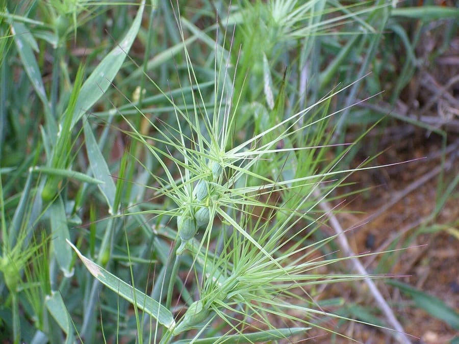 Ovate goat grass with distinctive bent flower spikes