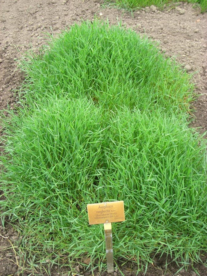 Seed heads of Aegilops neglecta in summer
