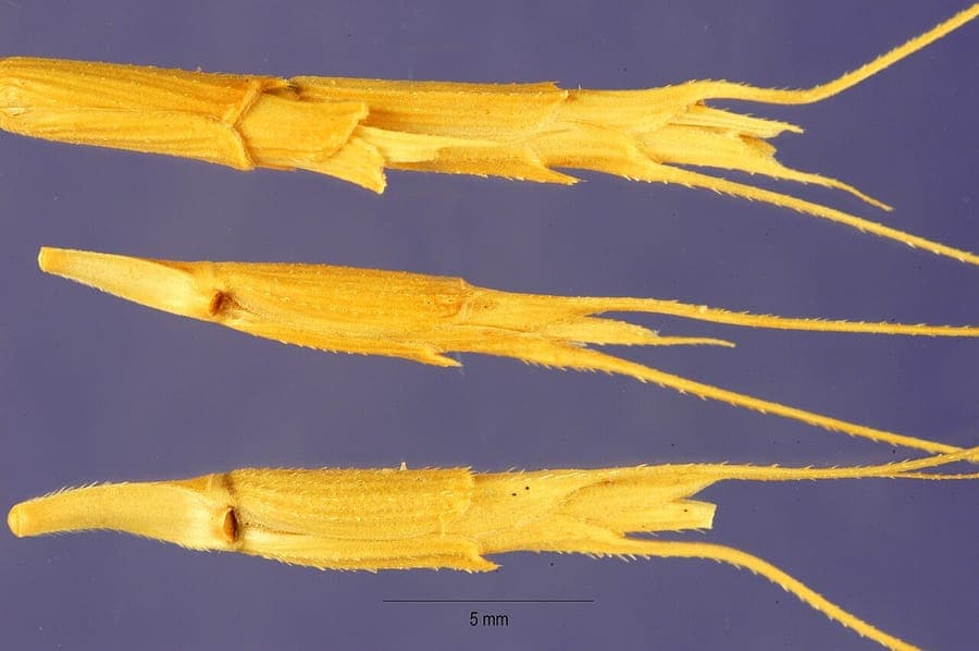 Aegilops speltoides grass with characteristic spikelets