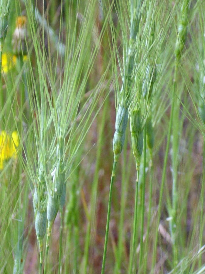 Jointed goat grass in full bloom on a rocky, sun-drenched slope