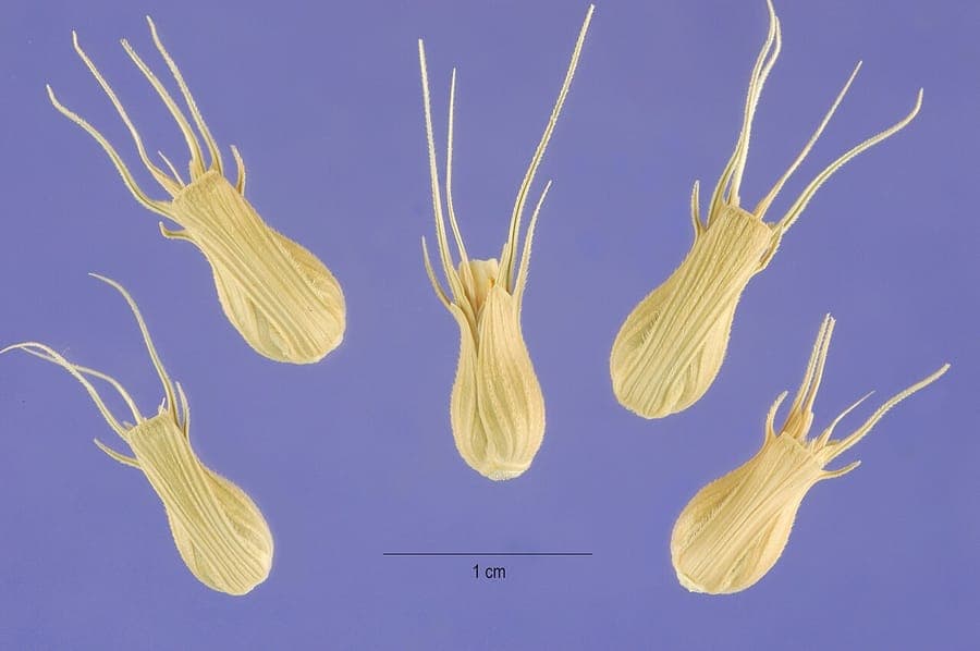 Aegilops ventricosa with characteristic swollen spikelets