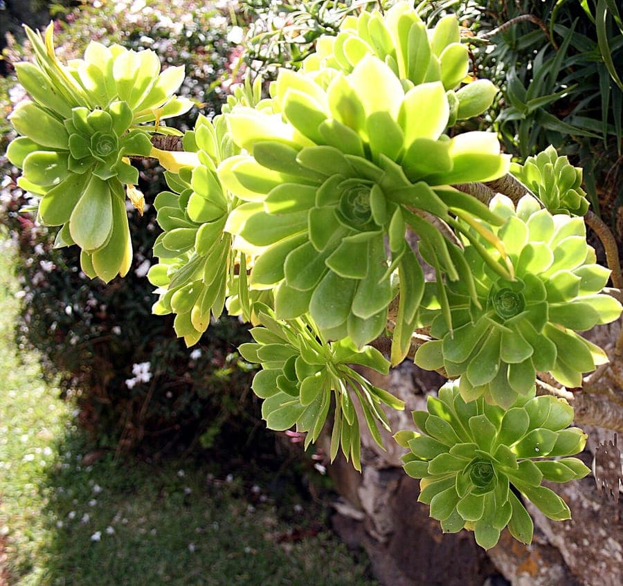 Aeonium arboreum tree-like plant with rosettes