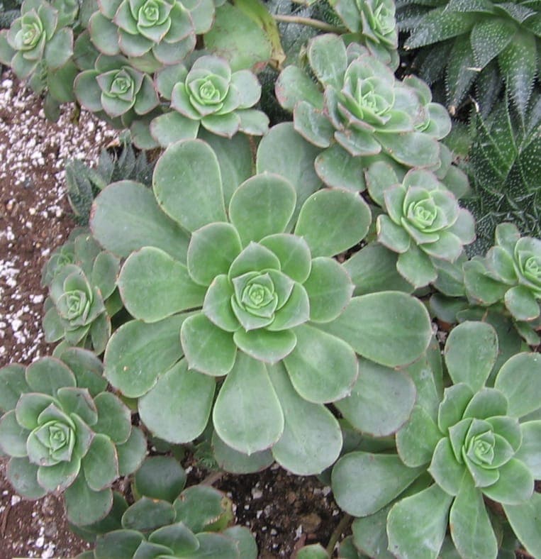 Haworth's aeonium plant with green-red rosette leaves