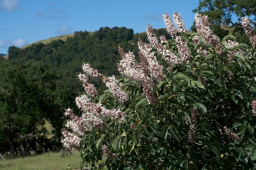 California buckeye flowers blooming in spring