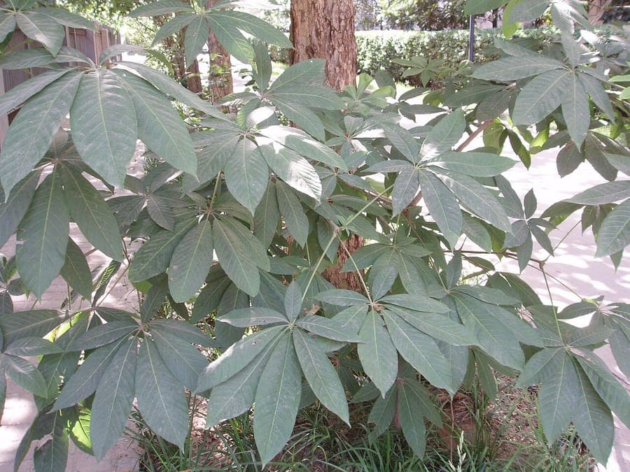 Chinese horse chestnut tree with white flower clusters