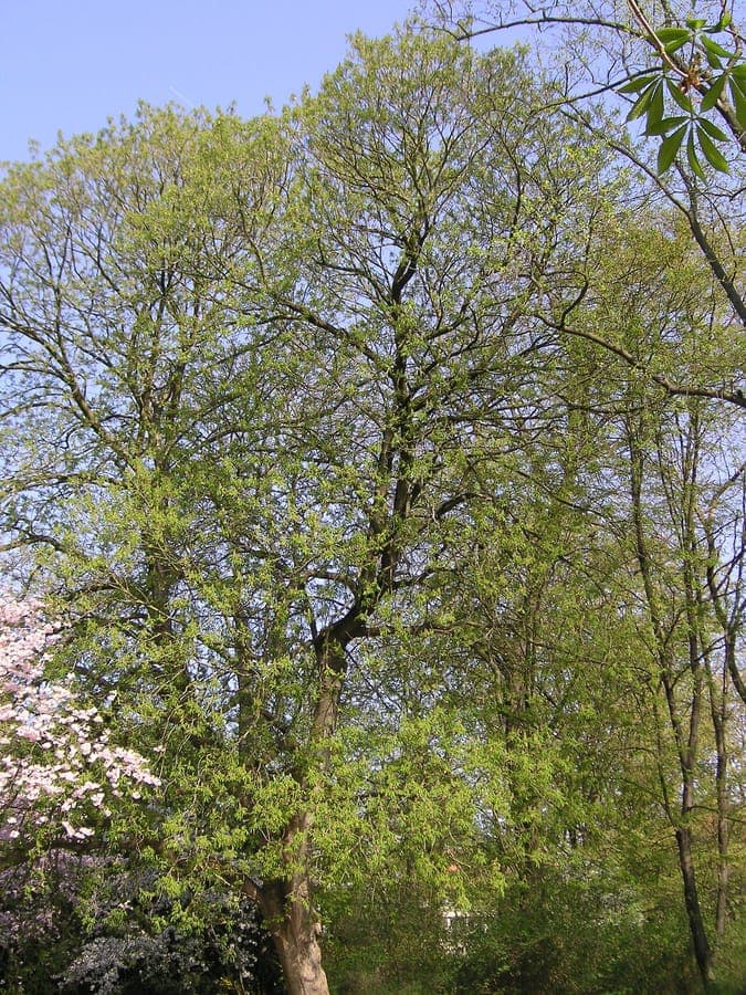 Yellow flowers of Aesculus flava in early spring