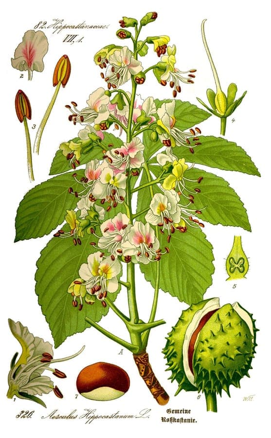 Witte bloesemtrossen van de witte paardekastanje in mei, met glanzende groene bladeren