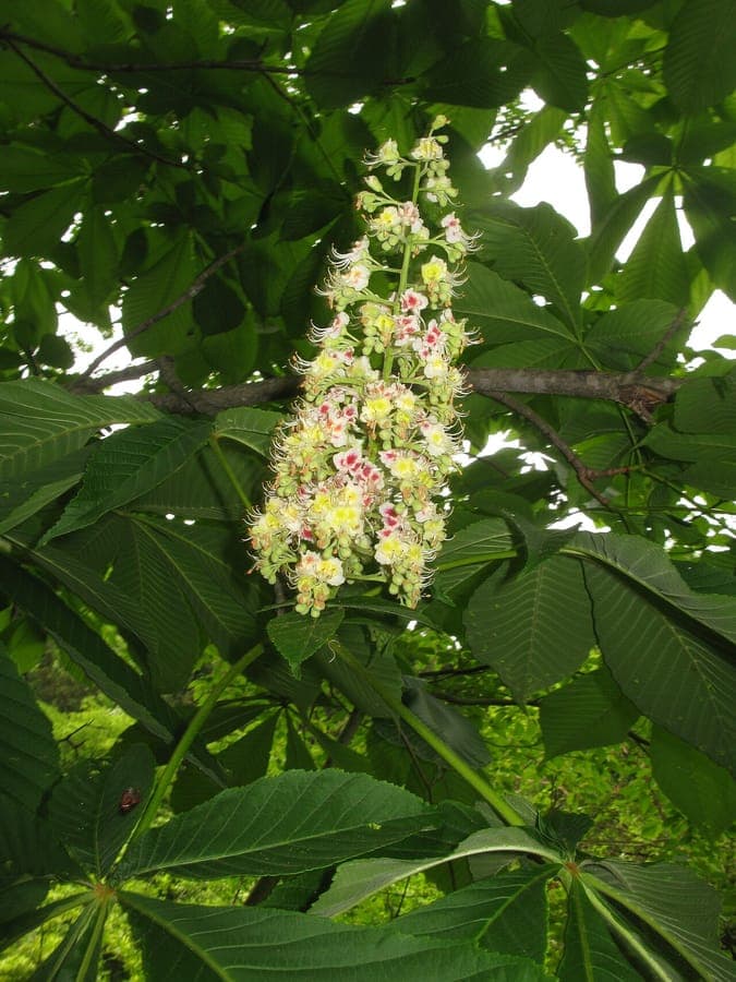 Japanese horse-chestnut tree with large compound leaves and chestnuts in autumn