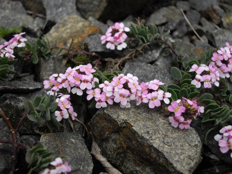 Burnt candytuft with delicate pink flower clusters