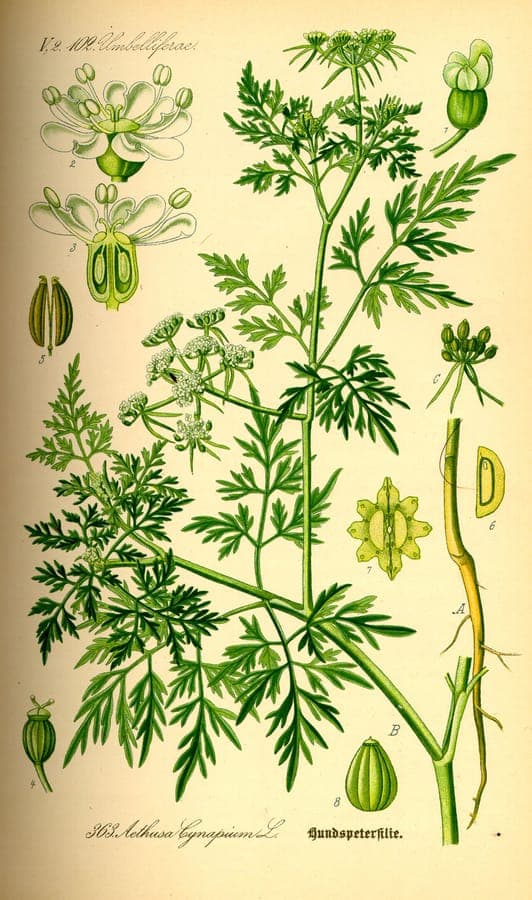 Feuilles fines et plumeuses et fleurs blanches d'Aethusa cynapium