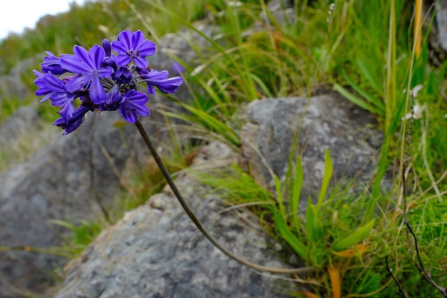 Agapanthus africanus mit blauvioletten Blütenständen in einem sonnigen Beet
