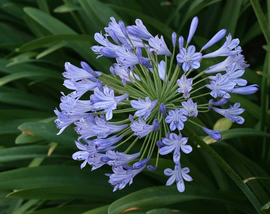Agapanthus praecox met grove bladeren en bolvormige paarse bloemtrossen