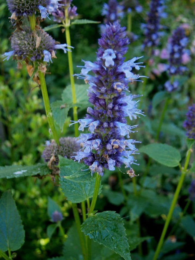 Blue giant-hyssop in full bloom with bees visiting flower spikes in a sunny border