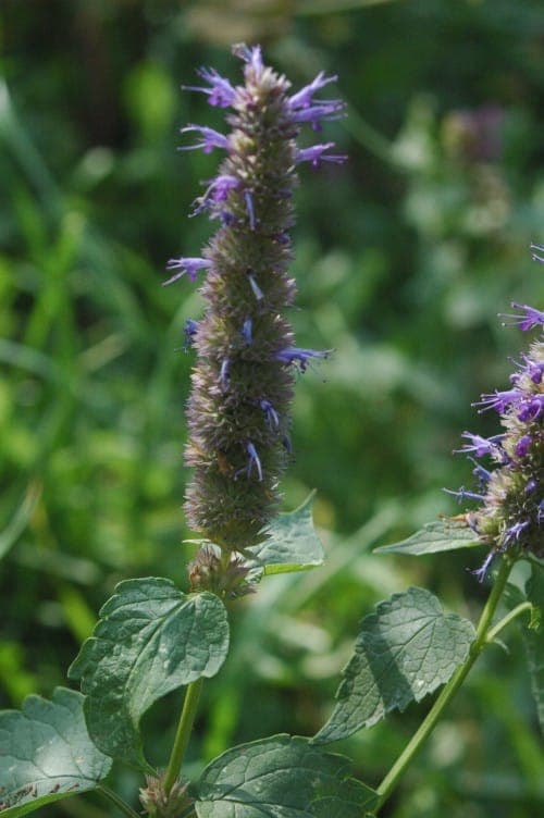 Koreanische Minze mit charakteristischer violetter Farbe