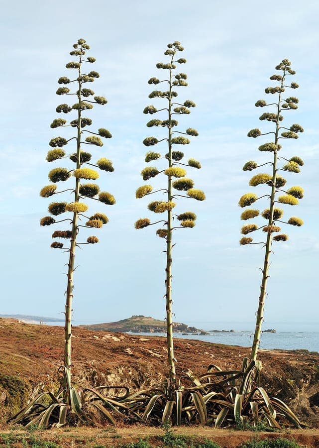 American agave in full growth with broad, blue-green rosettes in a sunny, dry garden setting
