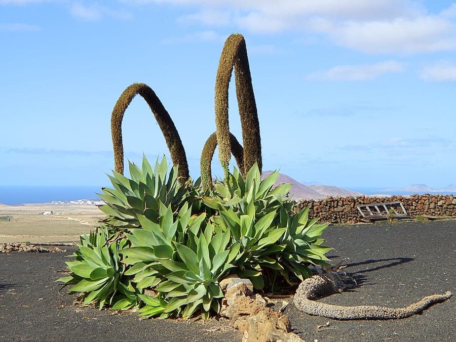 Blue-green rosette of Agave attenuata with characteristic curved inflorescence