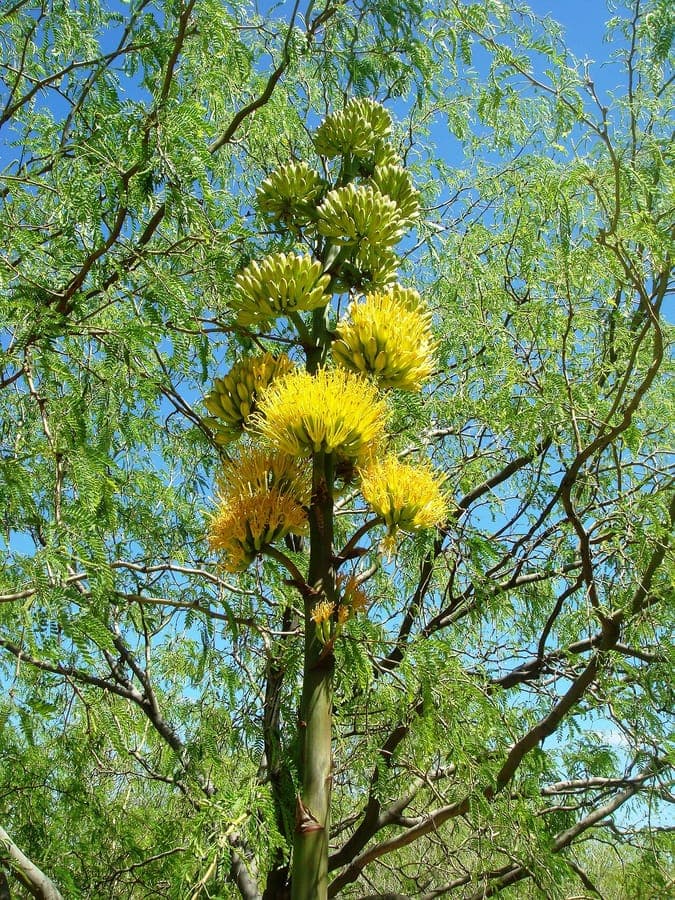 Agave chrysantha with characteristic blue-gray leaves and dramatic form in desert landscape