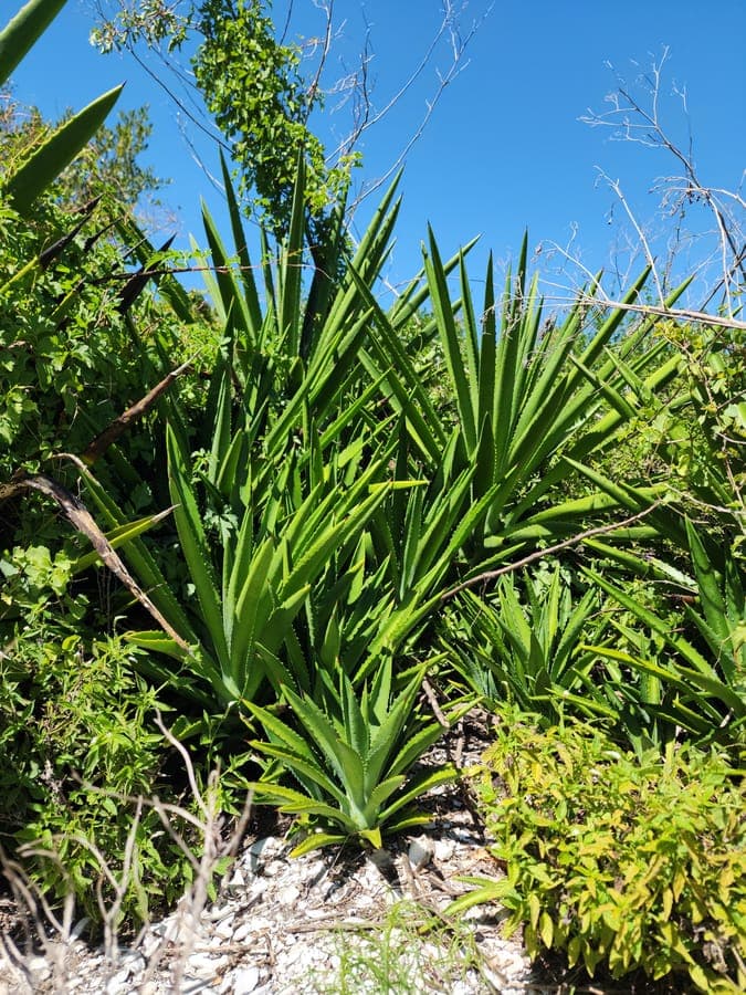 Agave decipiens with blue-green leaves in rosette