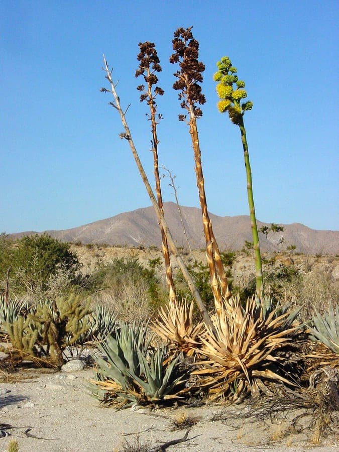 Desert agave (Agave deserti) foliage