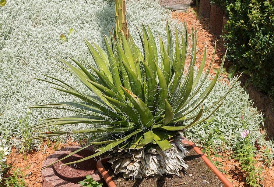Thread agave with characteristic white filament leaf margins
